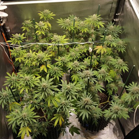 CUMBIA growlog timeline photo