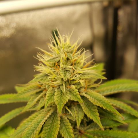CUMBIA growlog timeline photo