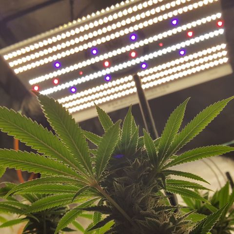 CUMBIA growlog timeline photo