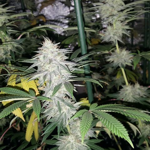 CUMBIA growlog photo: Deficiencia de nitrógeno.