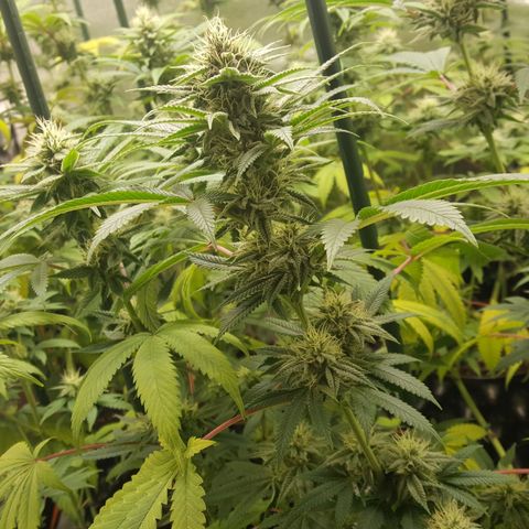CUMBIA growlog timeline photo