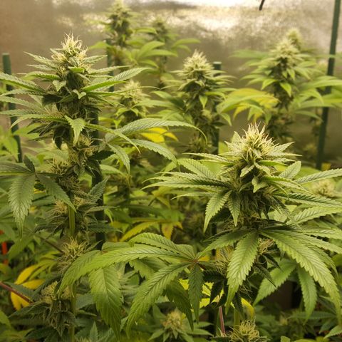 CUMBIA growlog timeline photo
