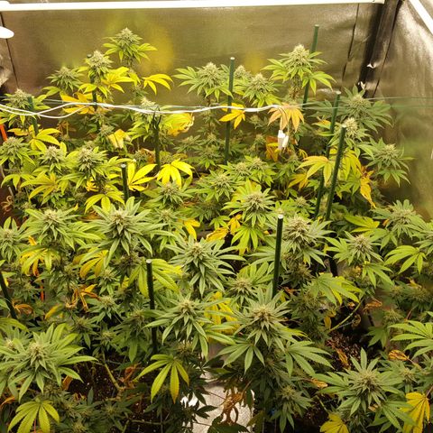 CUMBIA growlog photo: Deficiencia de nitrógeno.