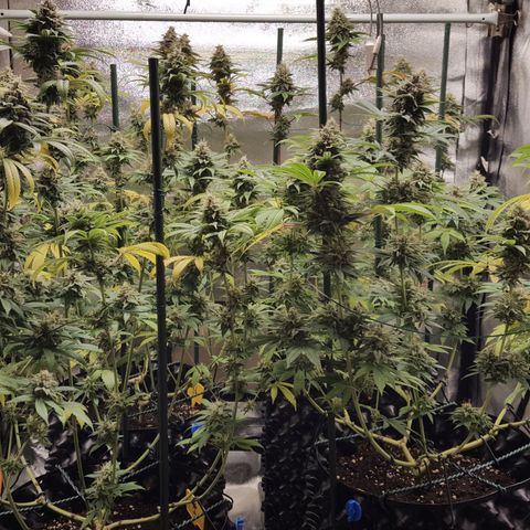 CUMBIA growlog timeline photo