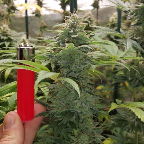 CUMBIA growlog timeline photo