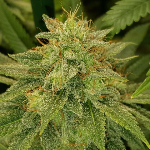 CUMBIA growlog timeline photo