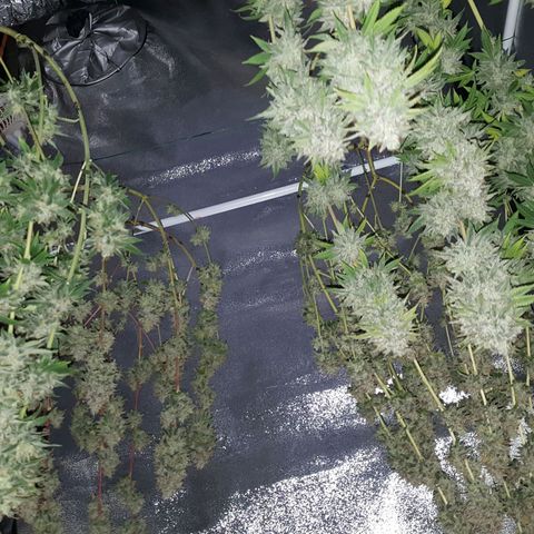 CUMBIA growlog photo: 2 bien peladas y 2 con algunas hojitas de más ( prueba de secado ).