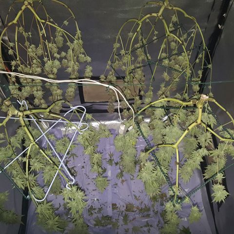 CUMBIA growlog photo: 2 bien peladas y 2 con algunas hojitas de más ( prueba de secado ).