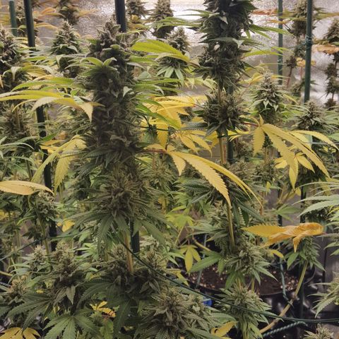 CUMBIA growlog timeline photo
