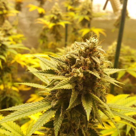 CUMBIA growlog timeline photo
