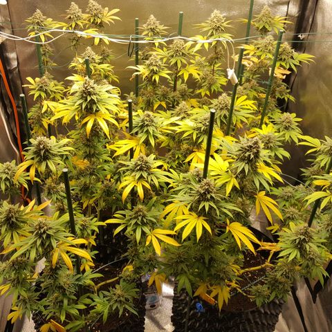 CUMBIA growlog timeline photo