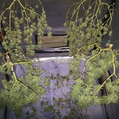 CUMBIA growlog photo: 2 bien peladas y 2 con algunas hojitas de más ( prueba de secado ).