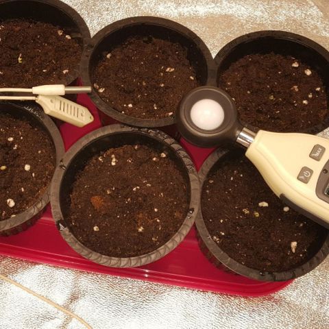 Watermelon Zkittlez X Tropicanna Cookies #1 growlog photo: PASAMOS A SUSTRATO
