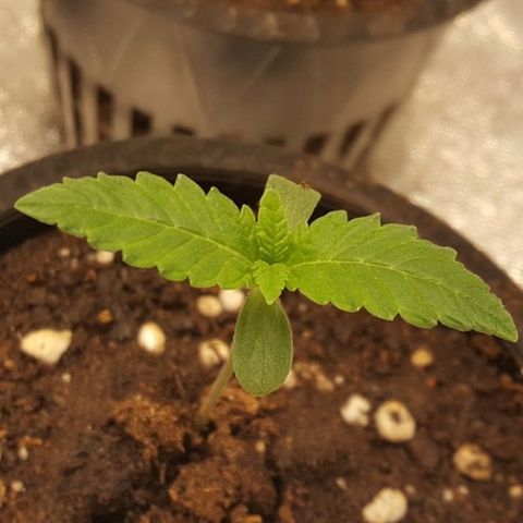 Watermelon Zkittlez X Tropicanna Cookies #1 growlog timeline photo