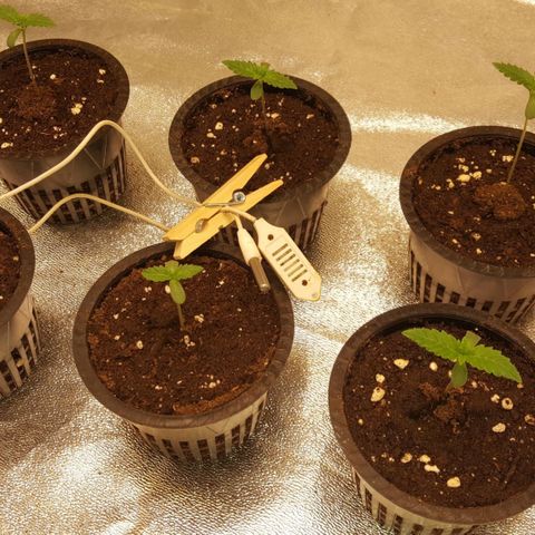 Watermelon Zkittlez X Tropicanna Cookies #1 growlog timeline photo