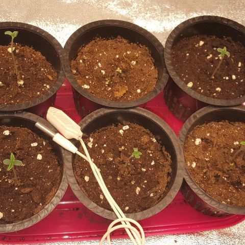 Watermelon Zkittlez X Tropicanna Cookies #1 growlog timeline photo