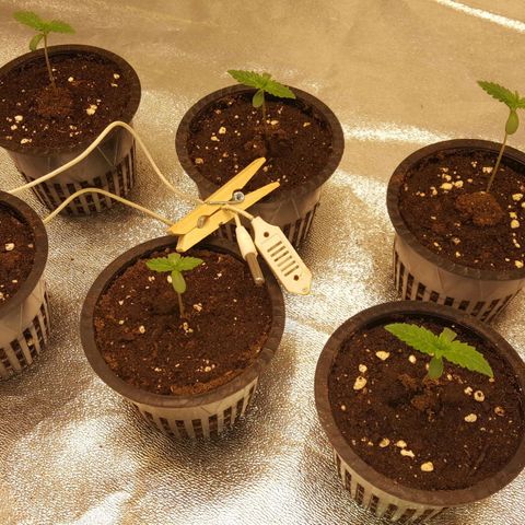 Watermelon Zkittlez X Tropicanna Cookies #1 growlog timeline photo