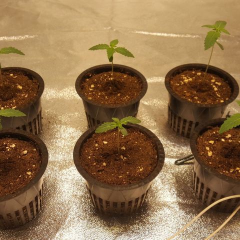 Watermelon Zkittlez X Tropicanna Cookies #1 growlog timeline photo