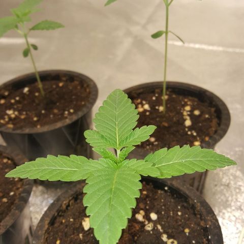 Watermelon Zkittlez X Tropicanna Cookies #1 growlog timeline photo