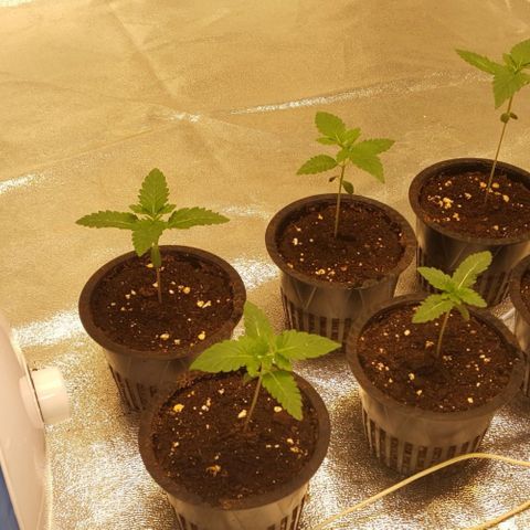 Watermelon Zkittlez X Tropicanna Cookies #1 growlog timeline photo