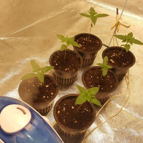 Watermelon Zkittlez X Tropicanna Cookies #1 growlog timeline photo