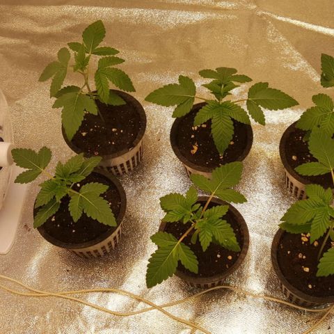 Watermelon Zkittlez X Tropicanna Cookies #1 growlog timeline photo