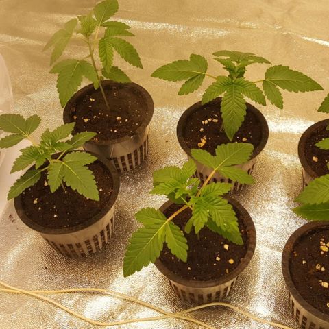 Watermelon Zkittlez X Tropicanna Cookies #1 growlog timeline photo