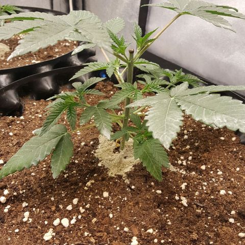 Watermelon Zkittlez X Tropicanna Cookies #1 growlog timeline photo