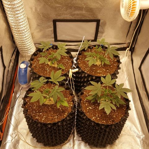 Watermelon Zkittlez X Tropicanna Cookies #1 growlog timeline photo