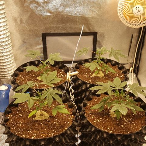 Watermelon Zkittlez X Tropicanna Cookies #1 growlog timeline photo