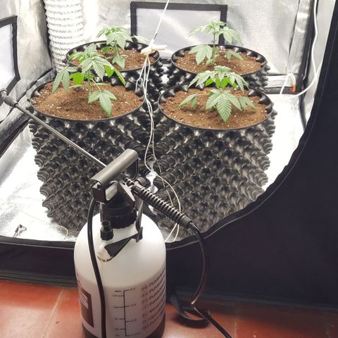 Watermelon Zkittlez X Tropicanna Cookies #1 growlog timeline photo