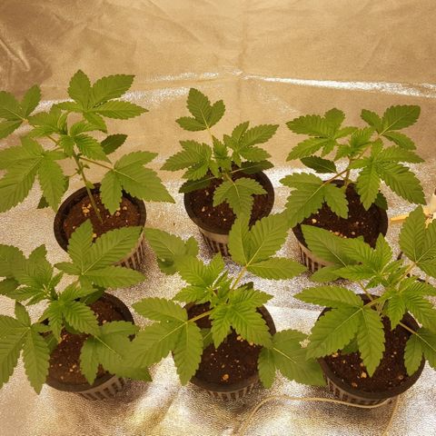 Watermelon Zkittlez X Tropicanna Cookies #1 growlog timeline photo