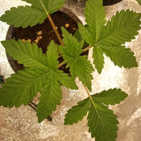 Watermelon Zkittlez X Tropicanna Cookies #1 growlog timeline photo