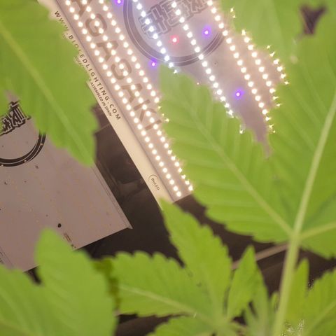 Watermelon Zkittlez X Tropicanna Cookies #1 growlog timeline photo
