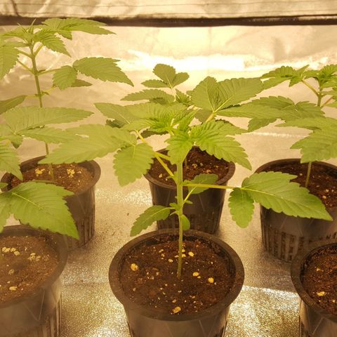 Watermelon Zkittlez X Tropicanna Cookies #1 growlog timeline photo