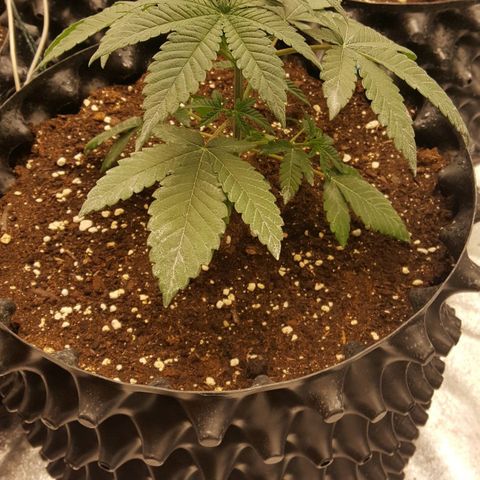 Watermelon Zkittlez X Tropicanna Cookies #1 growlog timeline photo