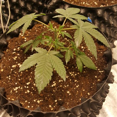 Watermelon Zkittlez X Tropicanna Cookies #1 growlog timeline photo