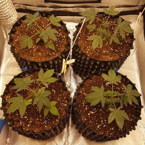 Watermelon Zkittlez X Tropicanna Cookies #1 growlog timeline photo