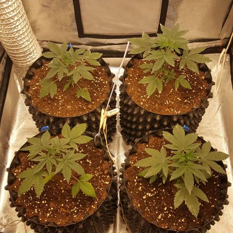 Watermelon Zkittlez X Tropicanna Cookies #1 growlog timeline photo