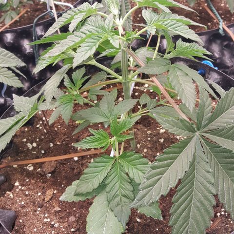 Watermelon Zkittlez X Tropicanna Cookies #1 growlog timeline photo