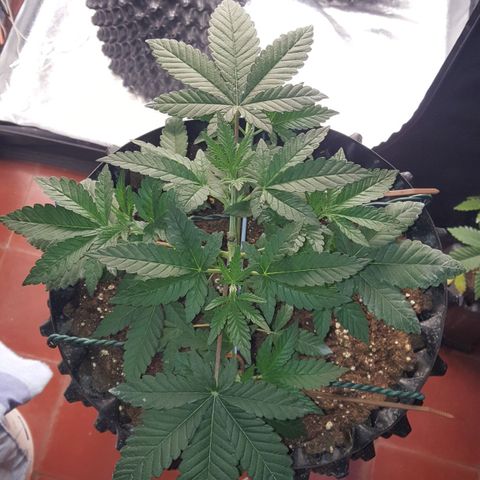 Watermelon Zkittlez X Tropicanna Cookies #1 growlog timeline photo