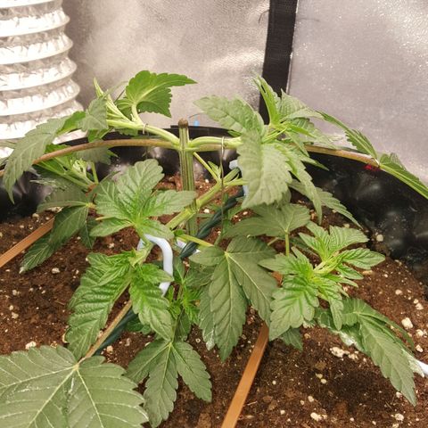Watermelon Zkittlez X Tropicanna Cookies #1 growlog timeline photo