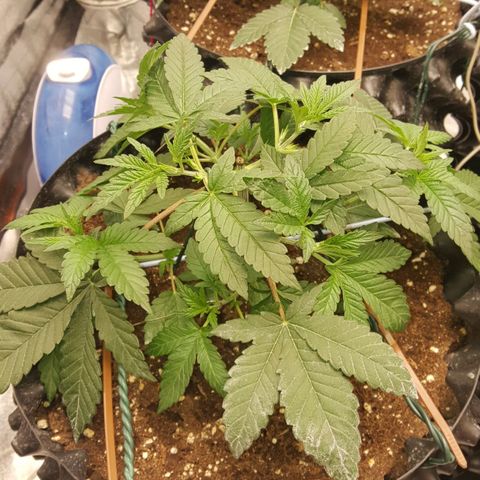 Watermelon Zkittlez X Tropicanna Cookies #1 growlog timeline photo