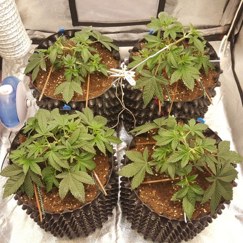 Watermelon Zkittlez X Tropicanna Cookies #1 growlog timeline photo
