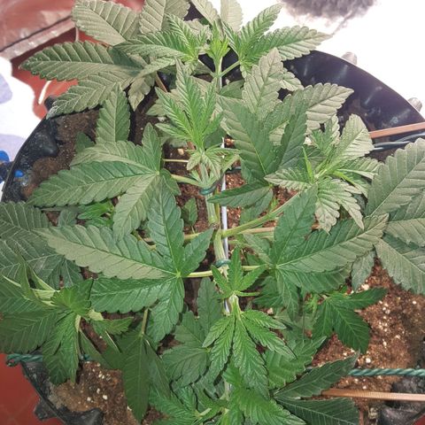Watermelon Zkittlez X Tropicanna Cookies #1 growlog timeline photo