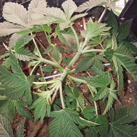 Watermelon Zkittlez X Tropicanna Cookies #1 growlog timeline photo