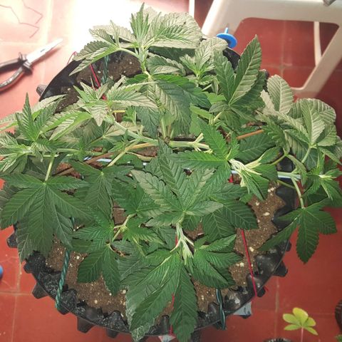 Watermelon Zkittlez X Tropicanna Cookies #1 growlog timeline photo