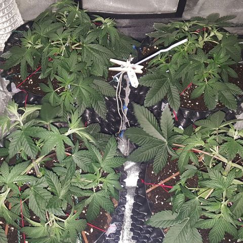 Watermelon Zkittlez X Tropicanna Cookies #1 growlog timeline photo