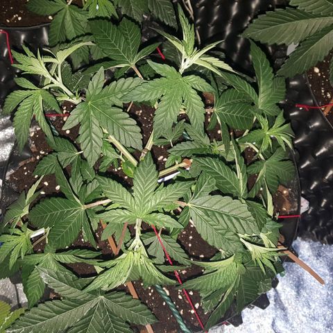 Watermelon Zkittlez X Tropicanna Cookies #1 growlog timeline photo