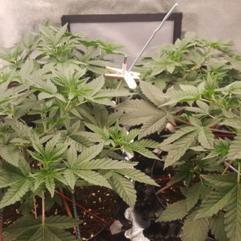 Watermelon Zkittlez X Tropicanna Cookies #1 growlog timeline photo